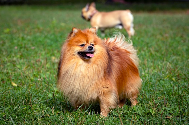 Pommersche Spitz Nahaufnahme auf dem Hintergrund einer grünen Wiese..