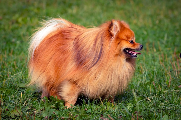 Pommersche Spitz Nahaufnahme auf dem Hintergrund einer grünen Wiese..