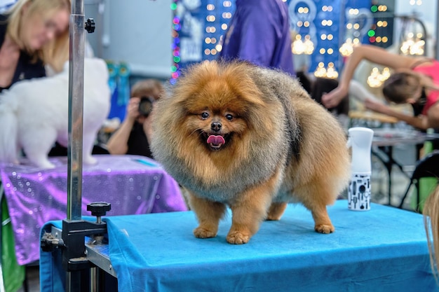 Pommersche Trikolore rot schwarz und weiß nach einem Haarschnitt auf einem Pflegetisch in einem Schönheitssalon für Hunde