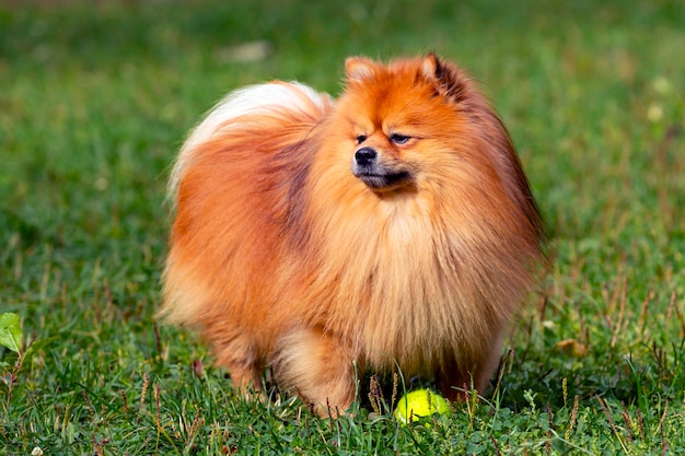 Pommerscher erwachsener Hund, der draußen mit einem Ball spielt..