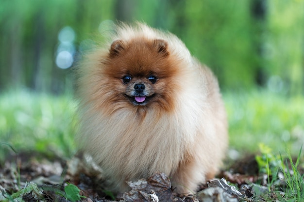 Pommerscher Hund, der im Sommerpark geht