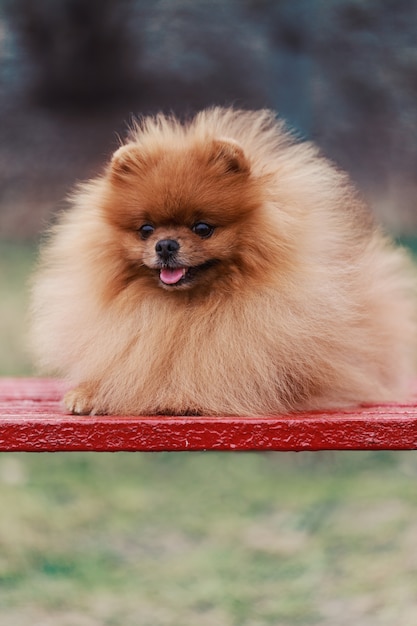 Pommerscher Hund im Freien. Porträt des schönen pommerschen Hundes.