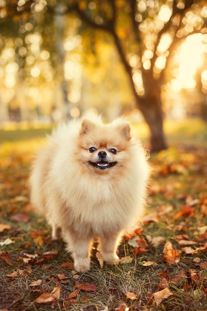 Pommerscher Hund im Herbstpark