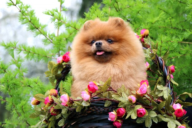 Pommerscher Hund in einem Park. Süßer, schöner Hund