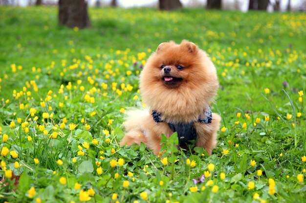 Pommerscher Hund in einem Park. Süßer, schöner Hund