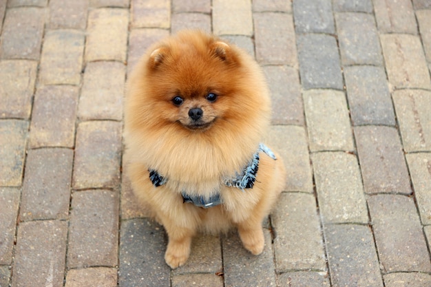 Pommerscher Hund in einem Park. Süßer, schöner Hund