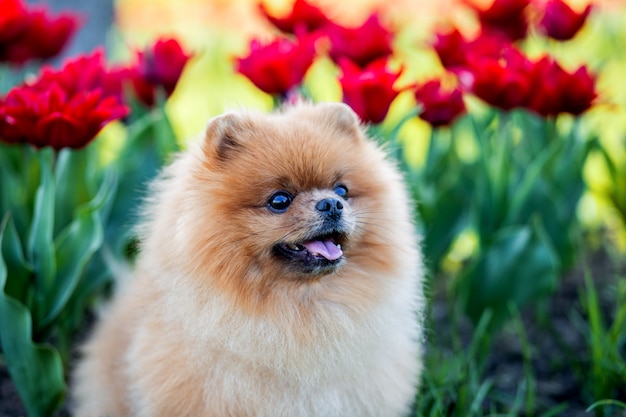 Pommerscher Hund in Tulpen. Hund mit Blumen in einem Park