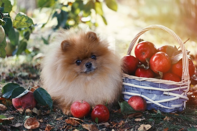Pommerscher hund mit äpfeln in einem garten. äpfel ernten. hund mit äpfeln. herbsthund