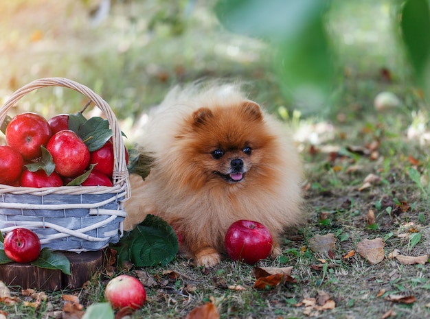 Pommerscher Hund mit Äpfeln in einem Garten. Äpfel ernten. Hund mit Äpfeln. Herbsthund