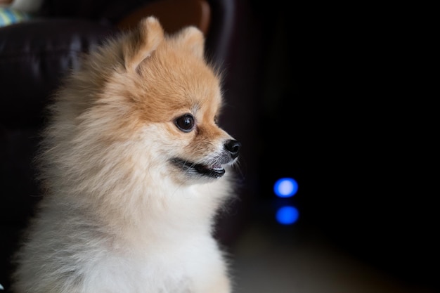 Pommerscher Hund sitzt an der Tür und will nach draußen gehen Ein Hund, der sich vor eine Haustür legt