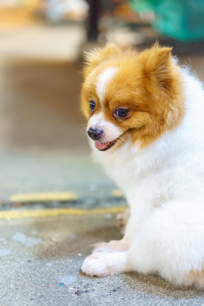 Pommerscher Hund sitzt auf dem Betonboden