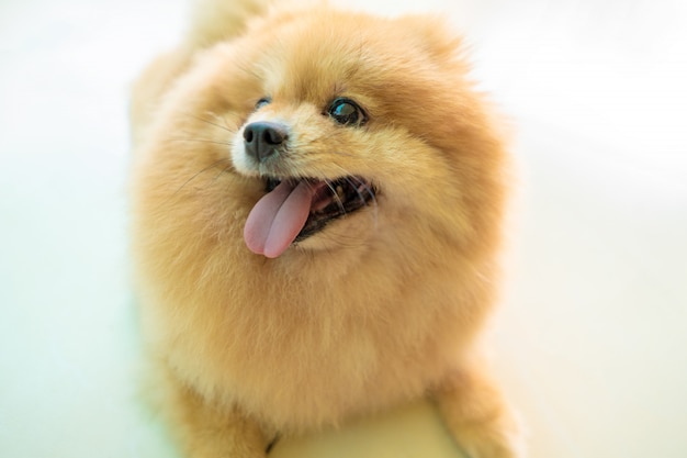 Foto pommerscher hund sitzt auf holzoberfläche