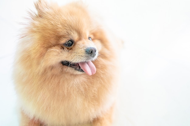 Pommerscher Hund sitzt auf Holzoberfläche