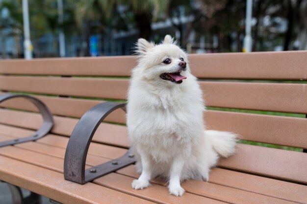 Pommerscher Hund sitzt Holzbank