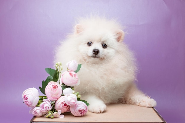 Pommerscher pommerscher Hund auf violettem Hintergrund