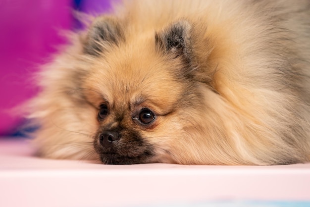 Pommerscher Spitz auf einem bunten Hintergrund