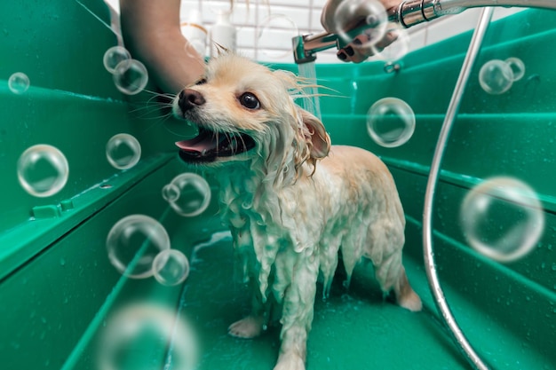 Pommerscher Spitz duscht mit Shampoo im Hundebad