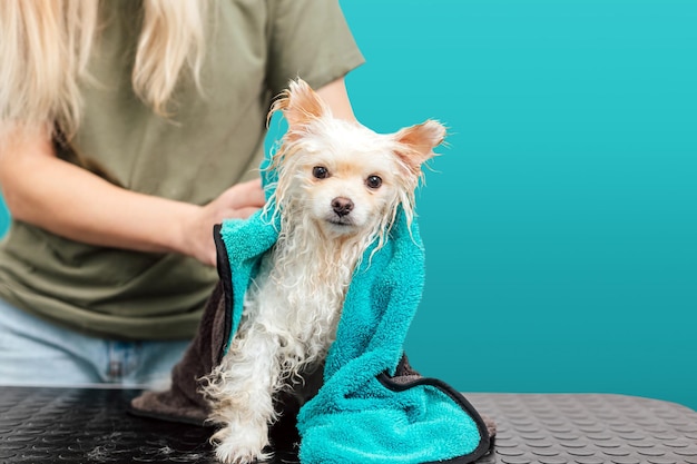 Pommerscher Spitz im Handtuch nach dem Baden isoliert auf cyanfarbenem Hintergrund