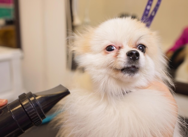 Pommerscher Spitz im Hundesalon Weibliche Hände mit Haartrockner auf süßem Hund im Salon