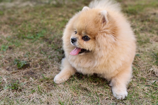 Pommerscher spitz liegt auf dem gras