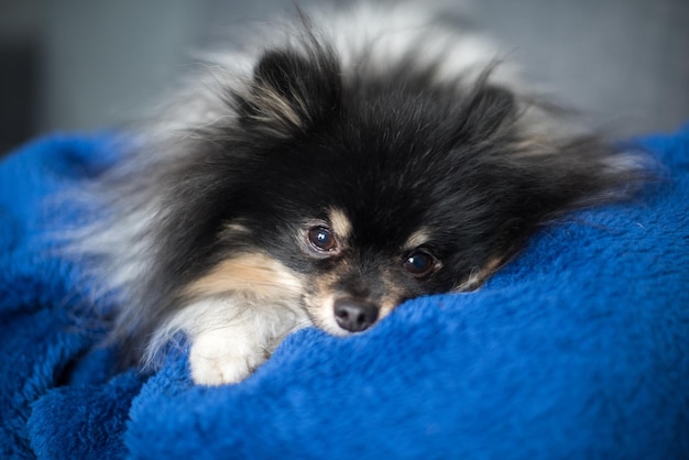 Pommerscher Spitz liegt zu Hause auf dem Sofa