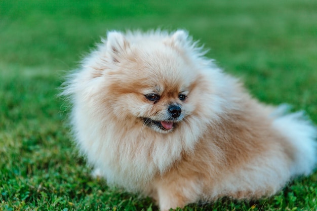 Pommerscher Spitz sitzt auf Gras in der Nähe