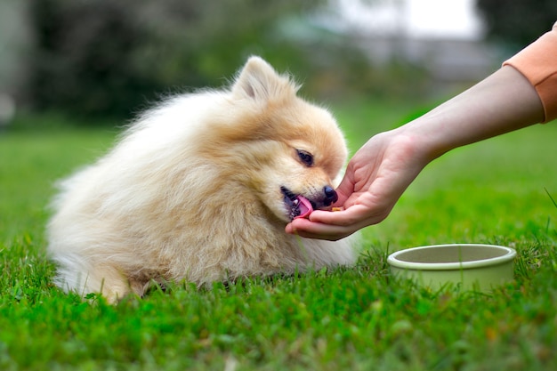 Pommerscher Spitzhund, der auf dem Gras liegt