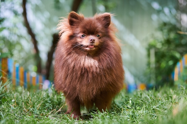 Pommerscher Spitzhund im Garten. Netter brauner pommerscher Welpe auf Spaziergang. Familienfreundlicher lustiger Spitz-Pom-Hund, Hintergrund des grünen Grases.