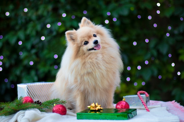 Pommerscher Spitzhund in einer Weihnachtseinstellung