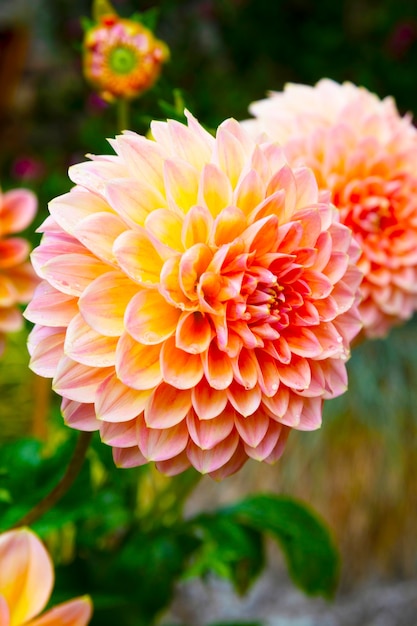 Foto pompom dahlia blooming peachy flower, jardín de verano con fondos de flores florecientes