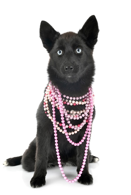 Pomsky 