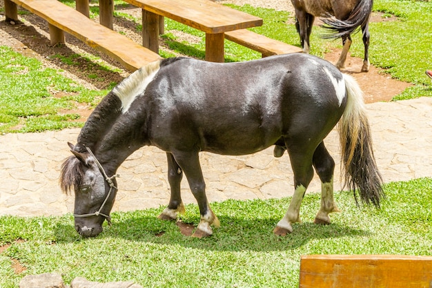 Pônei andando livremente na fazenda, comendo grama.