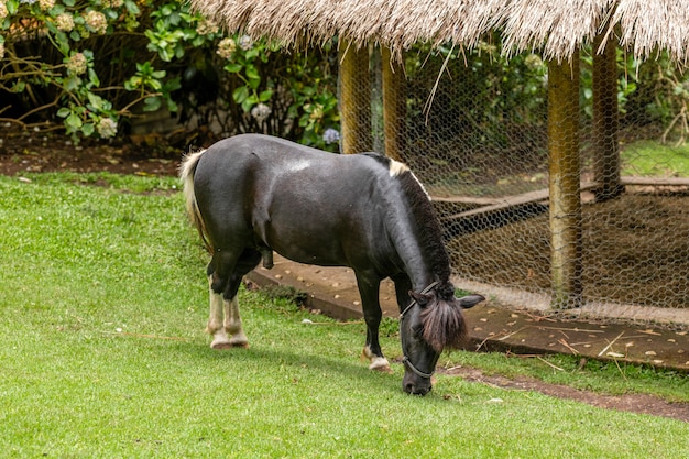 Pônei andando livremente na fazenda, comendo grama,