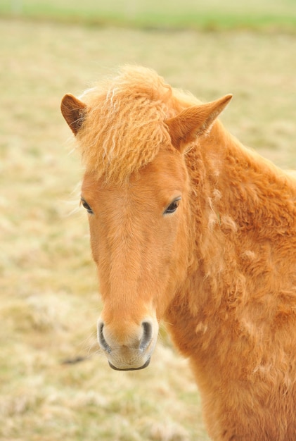 Pônei cavalos islandeses