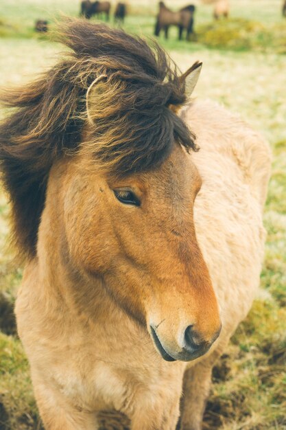 Pônei cavalos islandeses