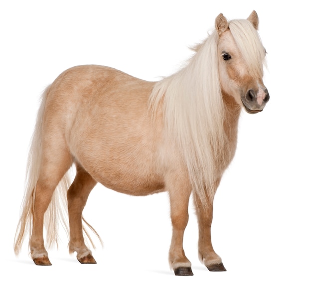 Pônei de Shetland Palomino, Equus caballus pé íon branco isolado