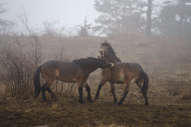 Pônei Exmoor