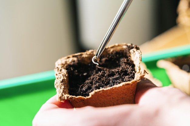 Poner semillas de cannabis en una olla, imagen conceptual de cultivo de marihuana en interiores