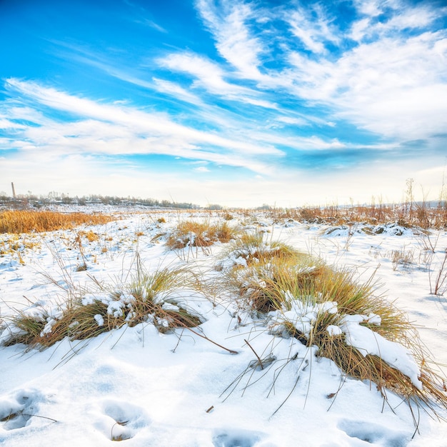 Ponerse el sol helado con arbustos y hierba cubiertos de nieve durante el invierno