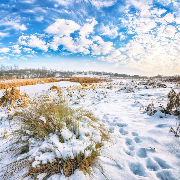 Ponerse el sol helado con arbustos y hierba cubiertos de nieve durante el invierno