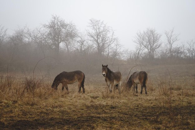 Poney de Exmoor