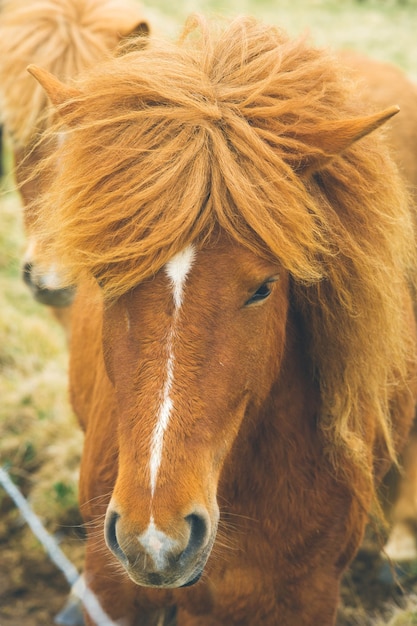 Poni de caballos de Islandia