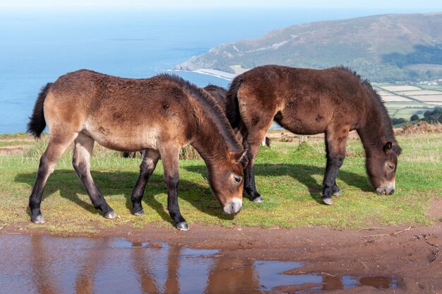 Foto ponis de exmoor pastando e vagando livremente ao lado do mar em somerset, no parque nacional de exmoor