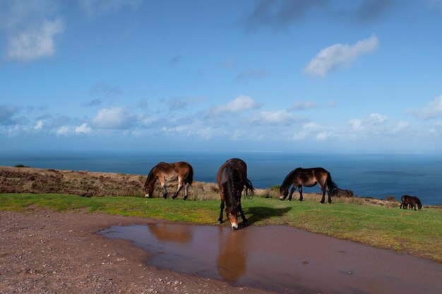 Foto ponis de exmoor pastando e vagando livremente ao lado do mar em somerset, no parque nacional de exmoor