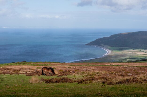 Foto ponis de exmoor pastando e vagando livremente ao lado do mar em somerset, no parque nacional de exmoor
