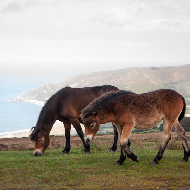 Foto ponis de exmoor pastando e vagando livremente ao lado do mar em somerset, no parque nacional de exmoor