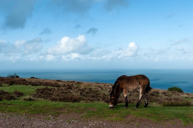 Foto ponis de exmoor pastando e vagando livremente pelo mar em somerset, no parque nacional de exmoor