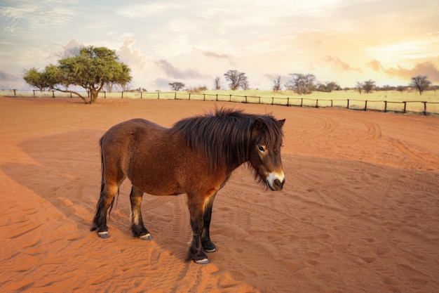 Ponis en el Parque Nacional Kalahari Namibia