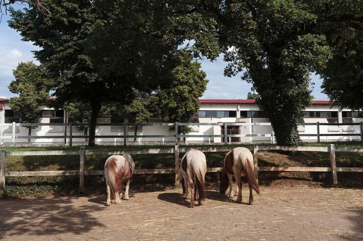 Foto los ponis pastan en el corral.