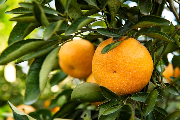 Ponkan mandarinas en la rama de un árbol